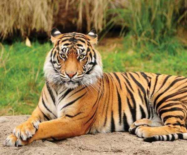 Tigre de Sumatra Terra Natura Benidorm